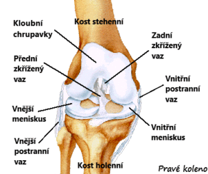 kneeanatomy-02-300x250